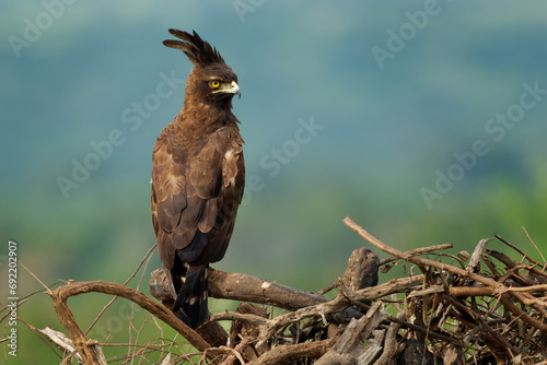 Long-crested eagle - Lophaetus occipitalis African bird of prey in family Accipitridae, dark brown bird with long shaggy crest sitting on the branch, forest edges and moist woodland in Uganda Africa photo