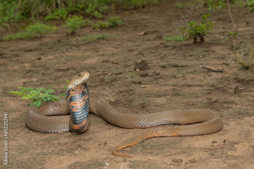 A deadly Mozambique Spitting Cobra (Naja mossambica) displaying its defensive hood in the wild