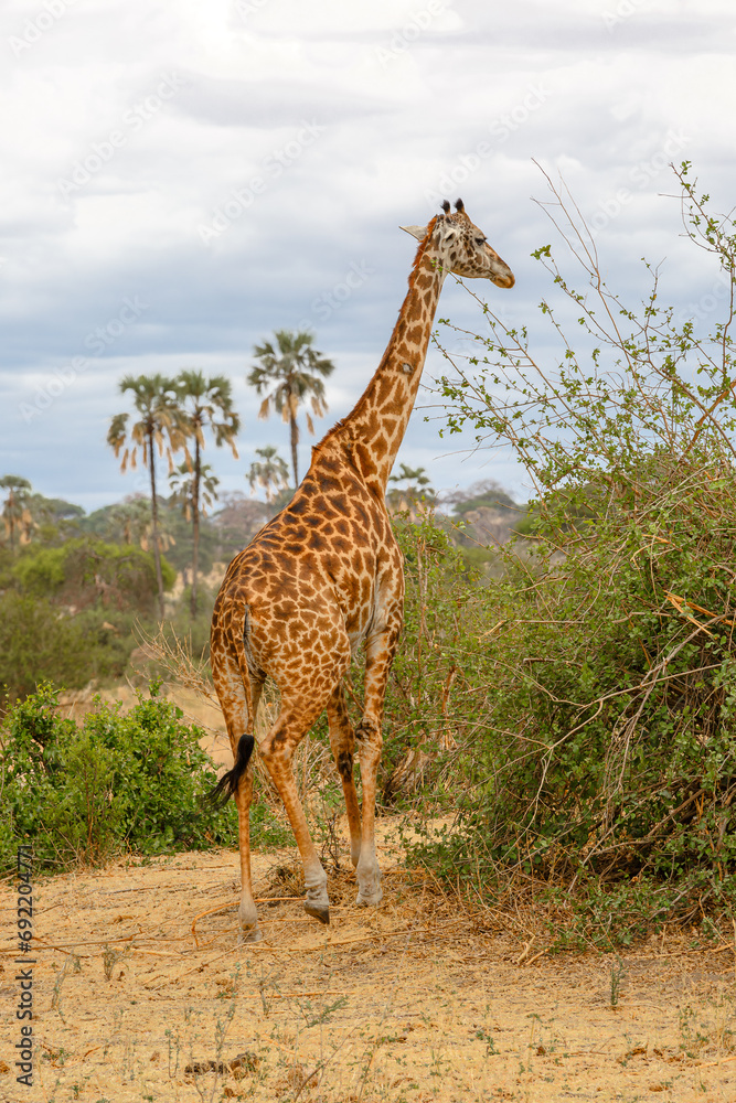 Obraz premium Giraffe