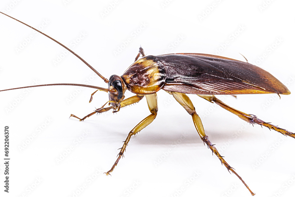 common american cockroach on isolated white background, full length side view with copy space. common american cockroach on isolated white background, full length side view with copy space.