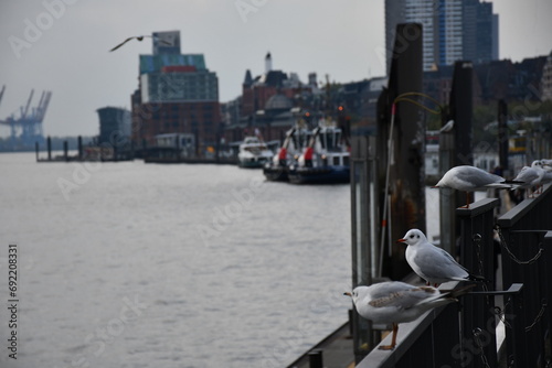 Seagull at Hamburg Airport  photo