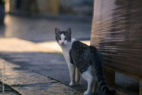 Gatto randagio a Ragusa Ibla