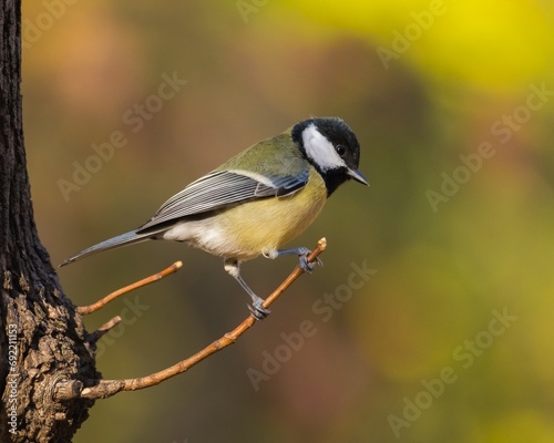A Great Tit is Gracefully Standing on a Small Leafless Branch in the Late Autumn Morning
