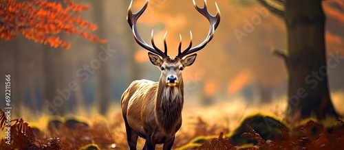 Autumn rituals in nature Red deer rut Confident red deer stag with large antlers on an open field in the forest ready for the mating season brushes his coat. Copy space image © Ilgun