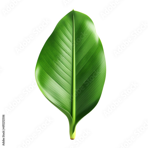 Tropical Banana Leaf 