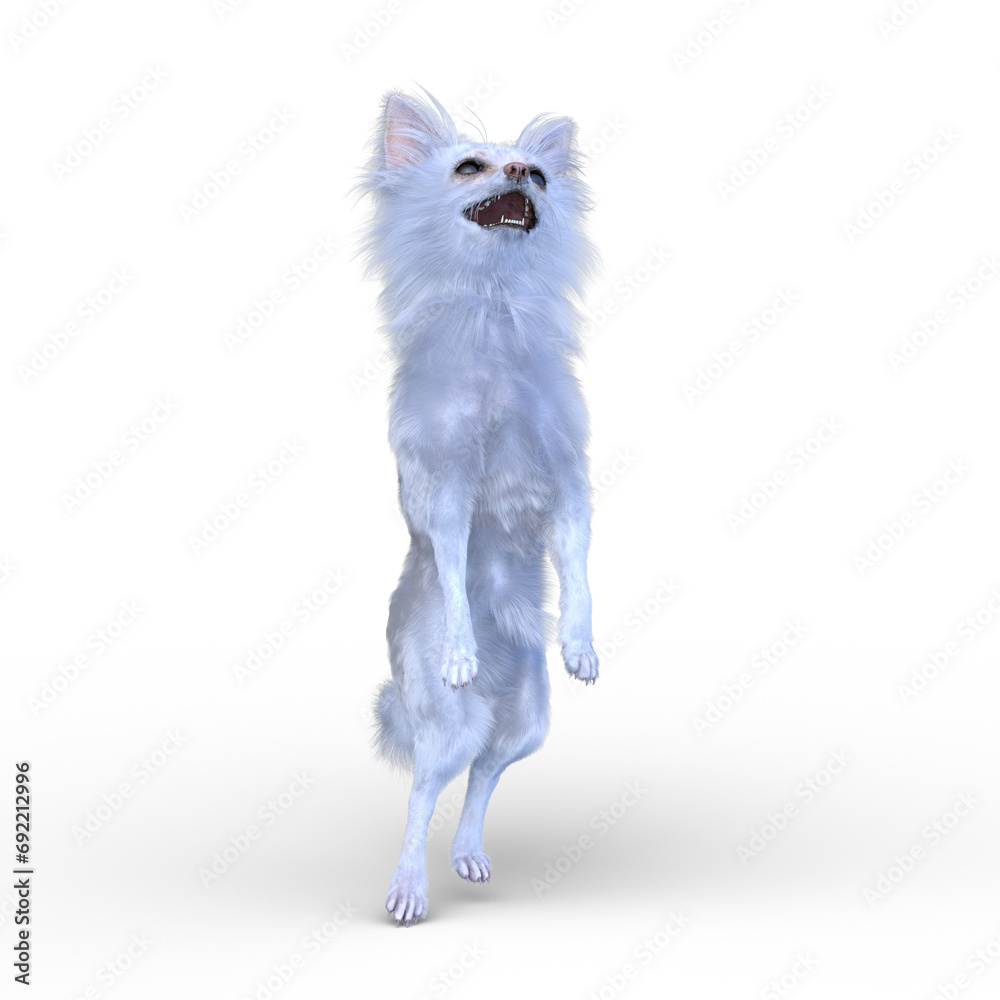 Fototapeta premium チワワ