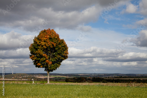 Ahornbaum Baum im Herbst bei wolkigem Himmel