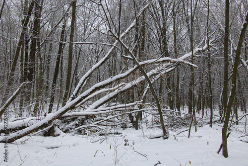 Natural forest with fallen trees covered with snow.