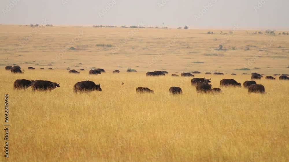 Panning Shot Of Water Buffalo In Grassy Field - Wide Panning Shot Of Water Buffalo In Grassy Field - Wide