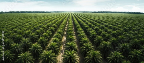 Arial view of palm plantation at east asia. Copy space image. Place for adding text or design