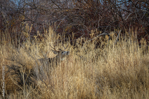 mule deer buck partially hidden in the grass