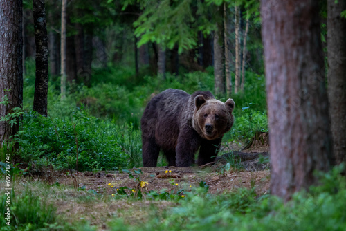 A lone wild brown bear also known as a grizzly bear (Ursus arctos) in an Estonia forest, Scene shows the young lone bear exploring the forest floor © J.Woolley