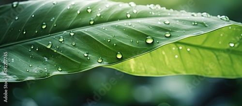 Art abstract spring background natural green leaf with rain drop after the storm at rainforest leaves green background with rain drop top view of green leaf in the garden fat lay. Copy space image