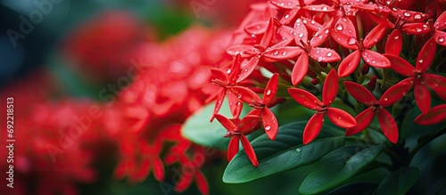 Beautiful a Ixora soka of flowers Orange Flower Saraca Asoca in the Garden Bunga Asoka blooms bright red close up often associated with love and purity lovely colorful small tiny flowers in gro photo
