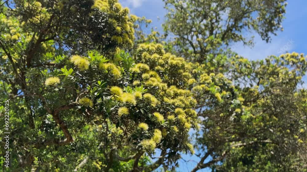 Aerial: Yellow Pohutukawa Flowers, Auckland, New Zealand Aerial: Yellow Pohutukawa Flowers, Auckland, New Zealand