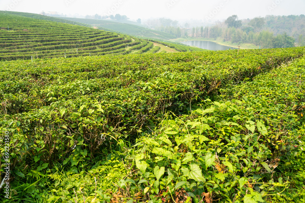 Thai Tea Plantation,in a major area of production,Mae Chan District,Chiang Rai Province,northern Thailand.