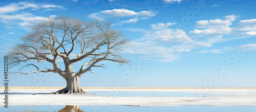 Baobab Adansonia digitata Kubu Island White Sea of Salt Lekhubu Makgadikgadi Pans National Park Botswana Africa. Copy space image. Place for adding text or design photo
