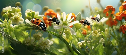 Bee and scarab beetle on tiny flowers of photinia red robin plant. Copy space image. Place for adding text or design