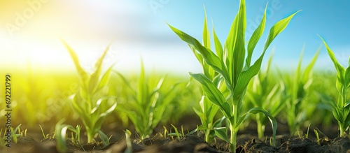 agricultural field where maize is grown Immature harvest green closeup. Copy space image. Place for adding text or design