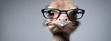 Studio portrait of a ostrich wearing glasses on a simple and colorful background. Creative animal concept, ostrich on a uniform background for design and advertising.