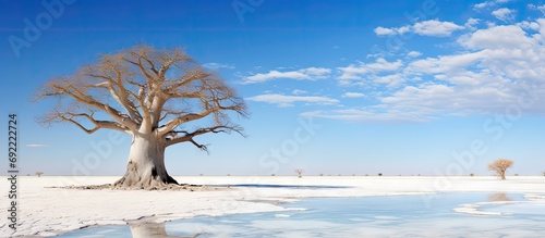 Baobab Adansonia digitata Kubu Island White Sea of Salt Lekhubu Makgadikgadi Pans National Park Botswana Africa. Copy space image. Place for adding text or design photo