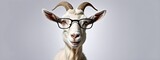 Studio portrait of a goat wearing glasses on a simple and colorful background. Creative animal concept, goat on a uniform background for design and advertising.
