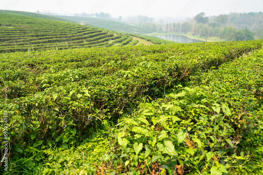 Beautiful Tea Plantation,in a major area of production,Mae Chan District,Chiang Rai Province,northern Thailand.