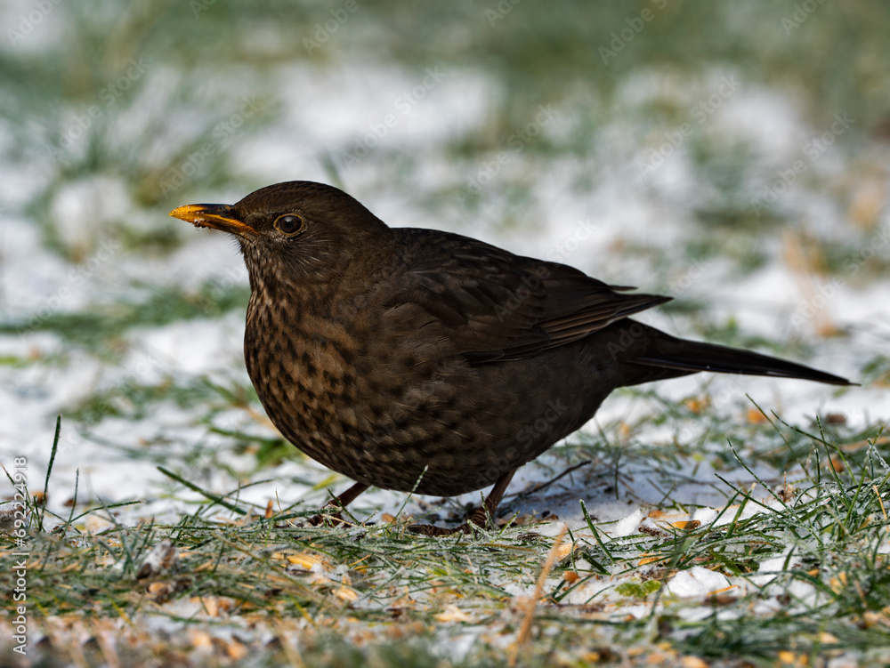 blackbird blackbird