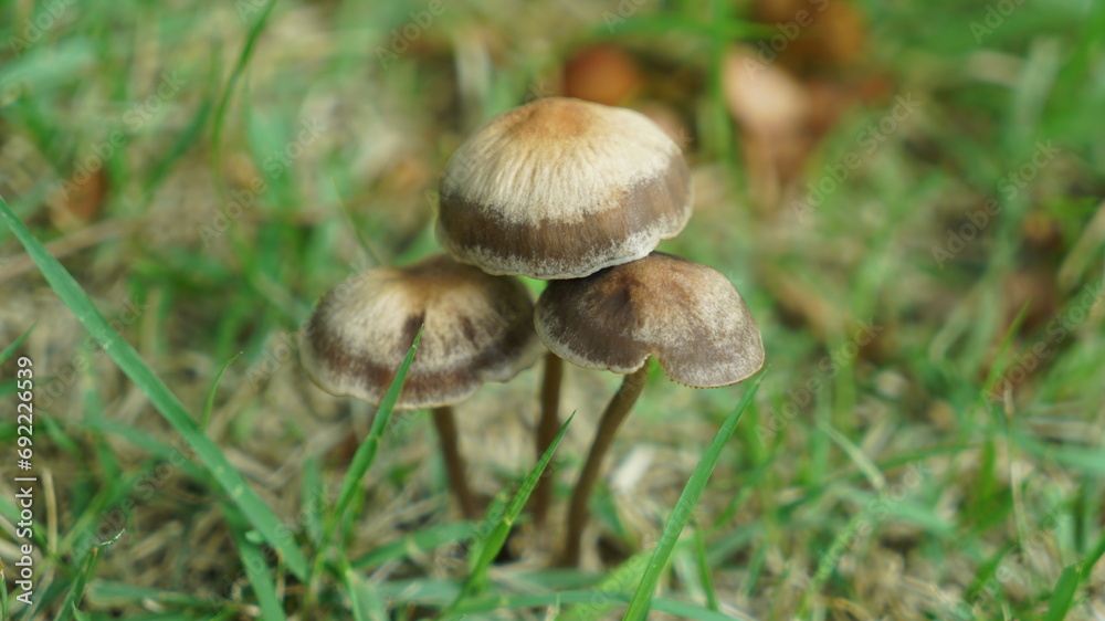 Brown mushrooms growing on the grass