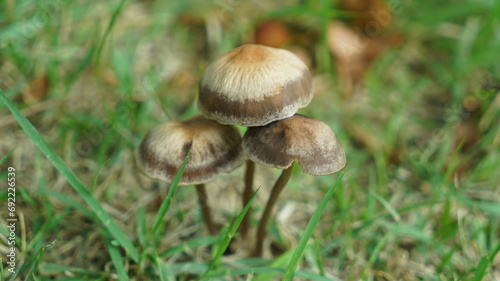 Brown mushrooms growing on the grass