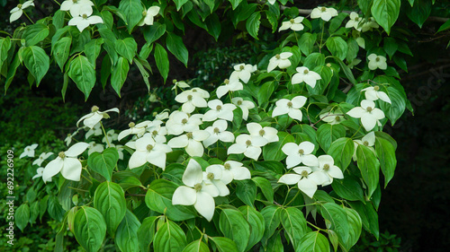 White flowers of dogwood tree photo