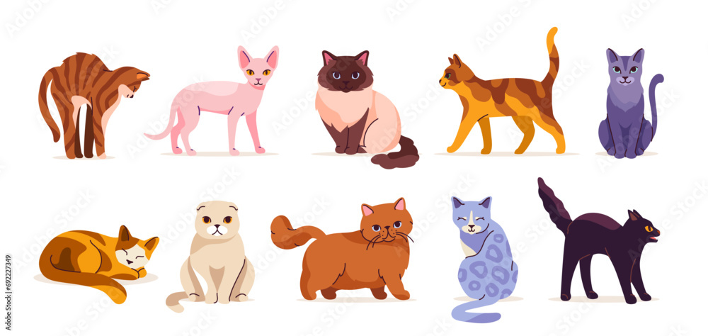 Fototapeta premium Set of cute cats. Domestic animals of different breeds. Egyptian and fold kitten. Sitting, lying and walking pets with colorful wool. Cartoon flat vector collection isolated on white background
