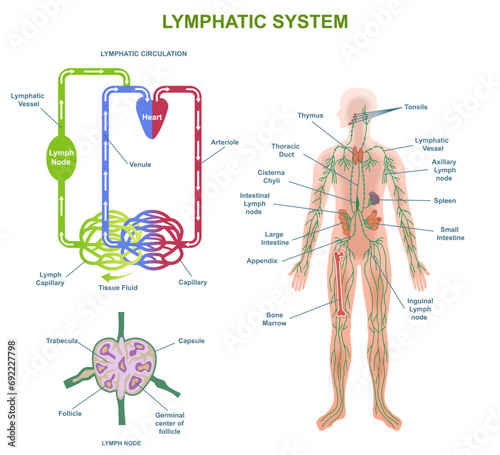 Human Lymphatic System Anatomy. Medical diagram or infographic with lymphatic vessels and nodes in body. Circulation of lymphatic fluid. Cartoon flat vector illustration isolated on white background photo