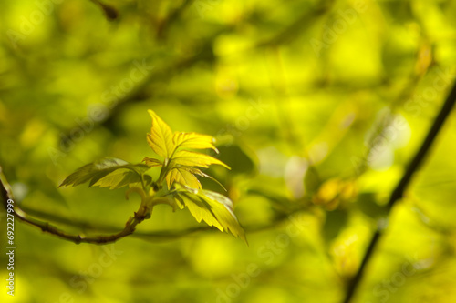 shoots of leaves in the spring in the forest
