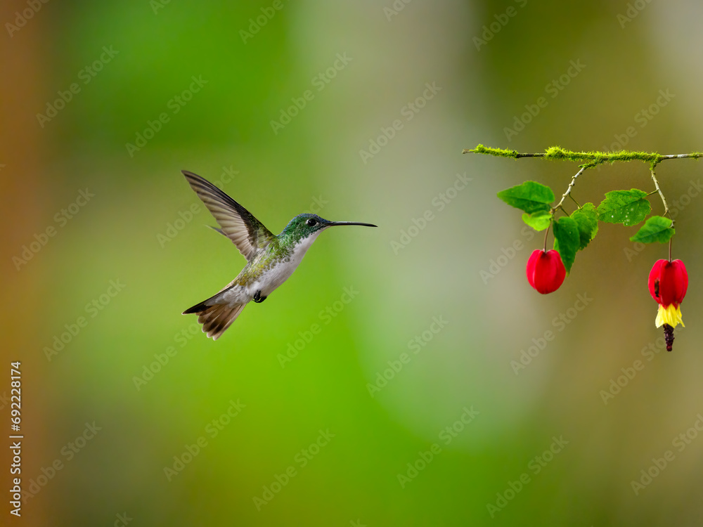Fototapeta premium Andean Emerald Hummingbird in flight collecting nectar from beautiful red flower on green background