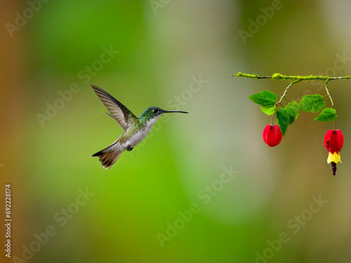 Andean Emerald Hummingbird in flight collecting nectar from beautiful red flower on green background