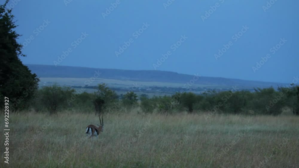 Dusk On The Safari With Thomson Gazelle In Field Dusk On The Safari With Thomson Gazelle In Field