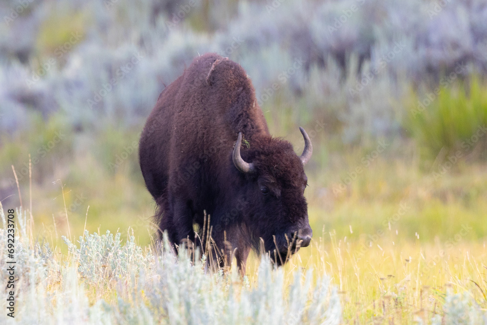 Male Bison, seen in the wild in Wyoming Male Bison, seen in the wild in Wyoming