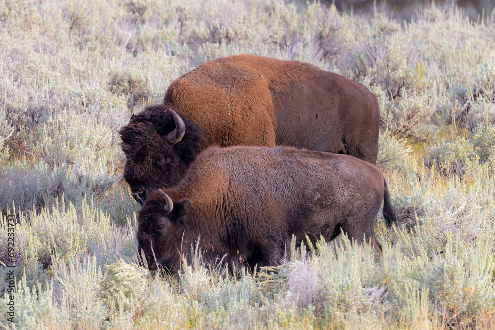 Male and female bisons, seen in the wild in Wyoming