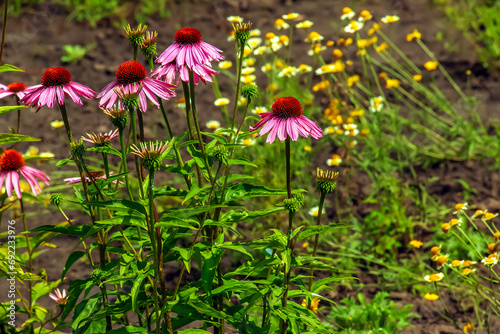 Echinacea purpurea. A classic North American prairie plant with showy large flowers.