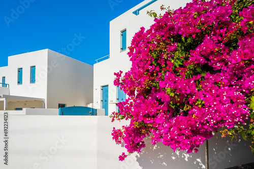 View of white houses and purple Bougainvillea flowers in Kimolos village, Kimolos island, Cyclades, Greece