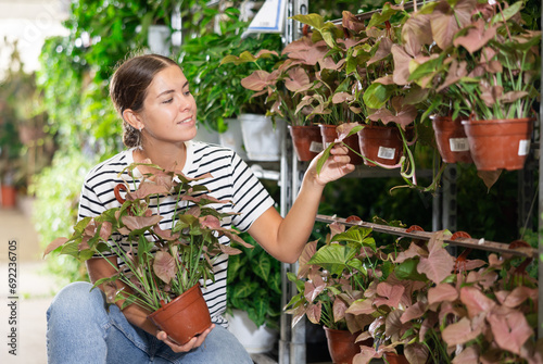 Young woman choosing red syngonium in pot in plant store photo