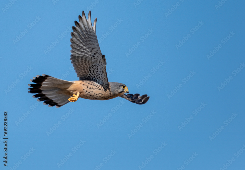 Obraz premium 황조롱이