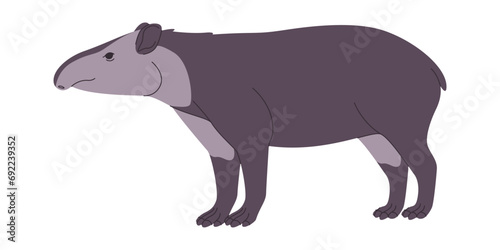 bairds tapir wild nature mammal animal herbivore creature have small trunk and muzzle mouth photo