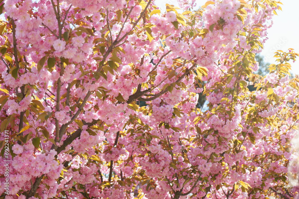 Branch of blooming cherry tree, pink sakura blossom flower on blue sky background. Spring season, nature floral background, wallpaper, backdrop. Branch of blooming cherry tree, pink sakura blossom flower on blue sky background. Spring season, nature floral background, wallpaper, backdrop.