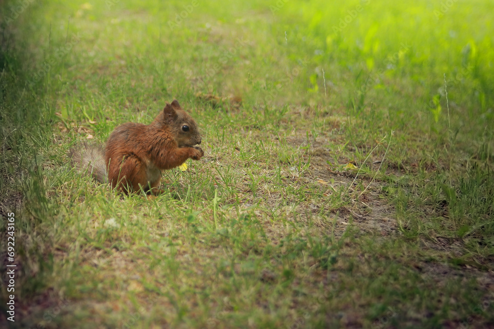 squirrel on the grass squirrel on the grass