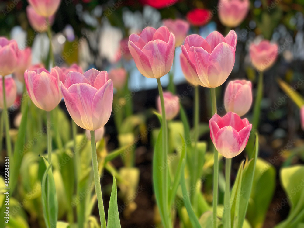 Tulips are blooming in the garden.