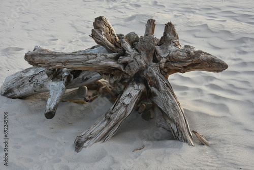 drewniany stwór wyrzucony przez morze na brzeg