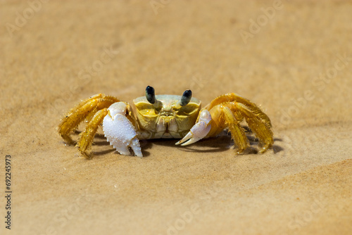 Vibrant Yellow Crab on Sandy Beach