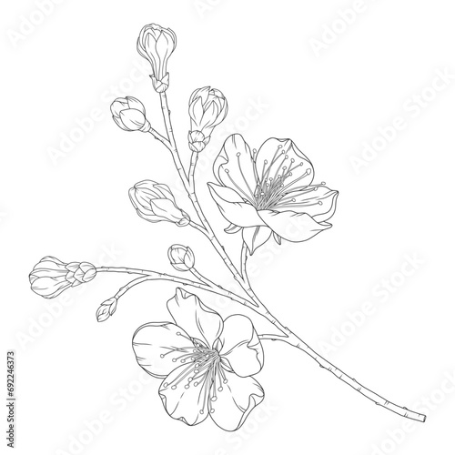 Apricot branch with blossom flowers and buds, vector illustration. Sketch of spring fruit tree blooming branch, line art style